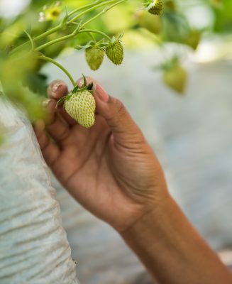 Beautiful farmer woman checking strawberry farm
