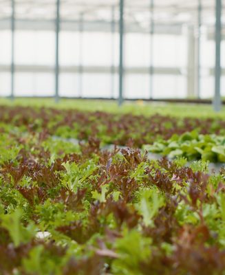 Selective focus on fully grown vegetable plants in empty greenhouse with hydroponic enviroment growing bio crops. Closeup of different lettuce types in organic soil ready for harvest and delivery. SSUCv3H4sIAAAAAAAACjxRu47bMBD8FYG1bPChh6UyuQeQInCT6hQcViRlEaZJg6QuCAz/e5Y8X7rlaGd2ZnQjM0QjyXgjxtotpgDJeEdGWpOgndKhjB9BdLRMWpnkgwFbXjMkuTq4aDK6zdp7TWKCtEUdURFfEpI+4Xp5f516u2WcjOTFe1WBU9VTMO5MkLzND5jc66+tnygY9P+vRwsuxUJLQaPw/XdN4KSd/Jtv4tGgrYZi4Y1QxpRupdoBF2LXLAecVDfsdNMw3jGQsm0JCpz/JB0uD9ewKeOz4Q8vwSIoELwGI407fW74tOZm0KLfXAp4maBB6/0VZotlLEjTNVkhRlxQDyAXghX7y6eI8ymbzEyFPeHEhGCs6ynrOaMNbbo2xy6NrgaJ+VBm4ijPRj3sGtQneh7amc/tbpk5BqU4AVv6nc4NSC64gAXFtqv1oFJOh8zFh0vpOEDE/CUCJr5CWhF8HqeJ7atfhYLRq+Pqk4/TNDC+r16eq1fs360ef3fFKedl+8k7PU3fqBjeacM6Runw/p0ehj2lh77re7H/cXwl938AAAD//wMAwCSey3gCAAA=